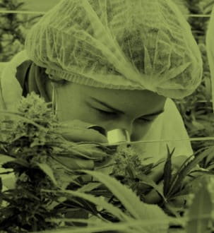 Overseed lève 6,7 millions d'euros pour développer ses médicaments à base de cannabis