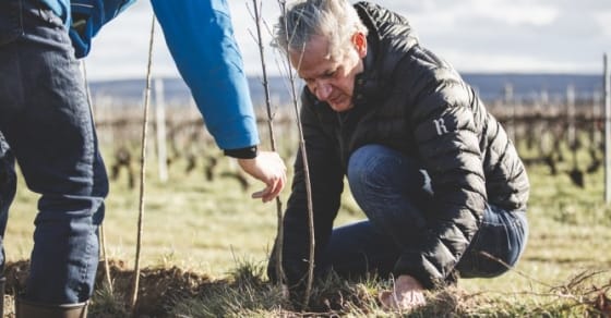 Frédéric Dufour, président de Ruinart, en train de planter un arbre dans le cadre du projet pilote de Vitiforesterie, le 15 mars 2021 à Taissy.