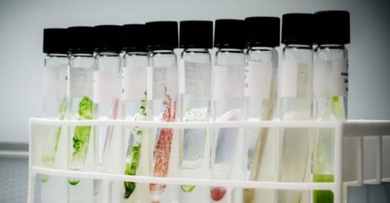 CarbonWorks capture et valorise le CO2 grâce à des microalgues
