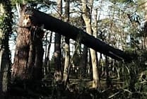 Continuité de services : les leçons de Klaus, la tempête des Landes