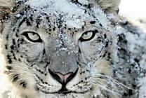 Apple fait une mise à jour de sécurité pour Snow Leopard