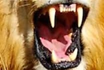 La première mise à jour de Mac OS X Lion inaugure un nouveau rythme de  [...]