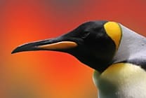 Une foule de nouveautés pour Linux 3.7.