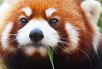 Firefox 16 met l'accent sur la performance et la sécurité