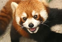 Une faille critique dans Firefox 16 !