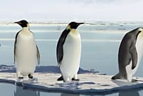 Le noyau Linux 3.7 sacre les ARM et le Btrfs