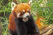 Firefox 14 met le cap sur la sécurité. et les jeux