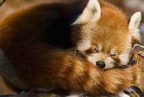 Mozilla intègre un lecteur PDF dans Firefox 19