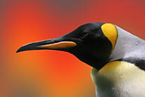 Linux 3.11 s'ilLustre dans le stockage