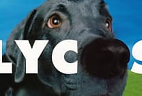 Quiz Silicon.fr - 10 questions sur les moteurs de recherche