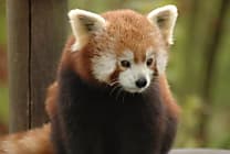 Firefox 32 veut allier performances et flexibilité