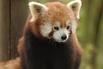 HTTP/2 et sécurité au menu de Firefox 36