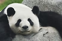 Panda Antivirus : une bourde provoque le crash de certains PC