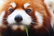 Firefox 40 reprend le pouvoir au sein de Windows 10