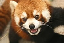 Les extensions de Firefox se rapprochent de Chrome