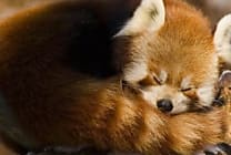 Firefox fait son entrée sous iOS. en Nouvelle-Zélande