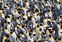 Des millions de serveurs Linux et 66 % du parc Android exposés