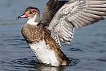 DuckDuckGo offre 225 000 dollars à 9 projets Open Source