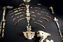 Les scans du fossile Lucy rendus Open Source