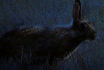 Ransomware: Bad Rabbit avec des bouts de code de hacking de la NSA à l'intérieur