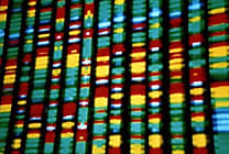 ADN : les bases de données publiques permettraient d'identifier 60 % de la  [...]