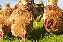 Traçabilité alimentaire: Carrefour monte une blockchain qui suit les poulets