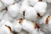 Levi Strauss & Co, Tesco et Gildan veulent du coton cultivé de  [...]