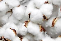 Levi Strauss & Co, Tesco et Gildan veulent du coton cultivé de manière plus  [...]