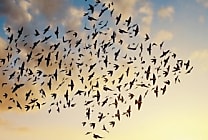 Cloud.... vers des migrations tous azimuts