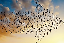 Cloud.... vers des migrations tous azimuts