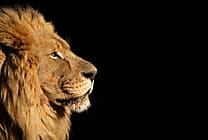 Management : êtes-vous plutôt gorille ou lion ?