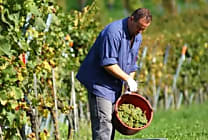 La Covid-19 va-t-elle provoquer la disparition des champagnes  [...]