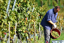 La Covid-19 va-t-elle provoquer la disparition des champagnes de vignerons ?