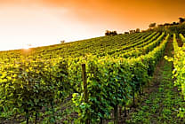 [Start-up sourcing] Agriconomie, le Amazon agricole