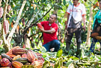 Covid-19 : Max Havelaar aide les producteurs de cacao