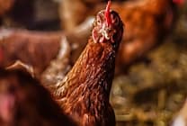 [Start-up sourcing] 'L'oeuf qui ne tue pas la poule' attaque le BtoB