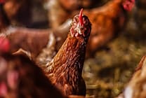 [Start-up sourcing] 'L'oeuf qui ne tue pas la poule' attaque le BtoB