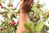 Un bilan carbone positif pour Côteaux Nantais