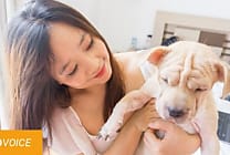 Le business des animaux : un marché en pleine expansion!