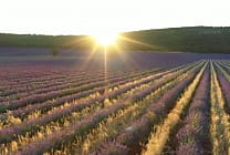 L'Occitane mise sur l'agroécologie