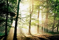 Le groupe Schmidt s'engage avec WWF