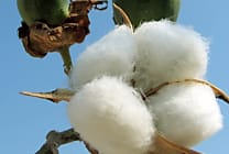 Levi Strauss & Co rejoint le U.S. Cotton Trust Protocol