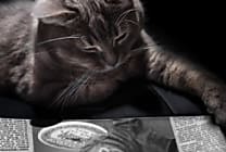 Les chats font-ils plus vendre que les chiens ?
