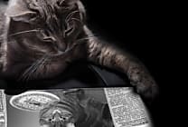 Les chats font-ils plus vendre que les chiens ?