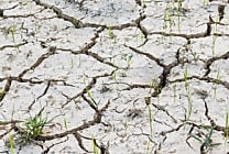 Changement climatique : mettre au point une agriculture durable  [...]