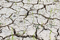 Changement climatique : mettre au point une agriculture durable pour  [...]