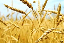 'Non, il n'y a pas de pénurie de blé'