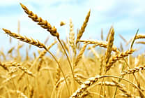 'Non, il n'y a pas de pénurie de blé'