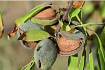La Compagnie des Amandes veut relocaliser la production agricole de  [...]
