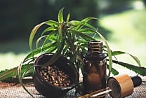 CBD : ruée vers le nouvel or vert